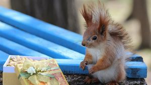 Preview wallpaper squirrel, box, shop