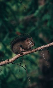 Preview wallpaper squirrel, branch, animal, brown, fluffy