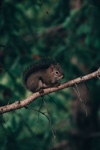 Preview wallpaper squirrel, branch, animal, brown, fluffy