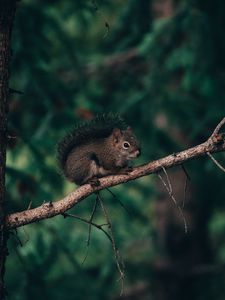 Preview wallpaper squirrel, branch, animal, brown, fluffy