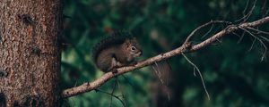 Preview wallpaper squirrel, branch, animal, brown, fluffy