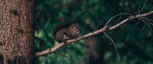 Preview wallpaper squirrel, branch, animal, brown, fluffy