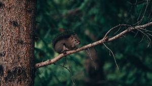 Preview wallpaper squirrel, branch, animal, brown, fluffy
