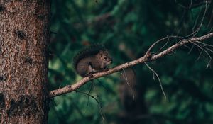 Preview wallpaper squirrel, branch, animal, brown, fluffy