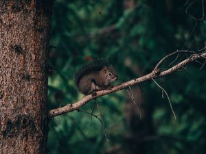 Preview wallpaper squirrel, branch, animal, brown, fluffy