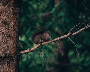 Preview wallpaper squirrel, branch, animal, brown, fluffy