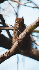 Preview wallpaper squirrel, branch, animal, fluffy, brown