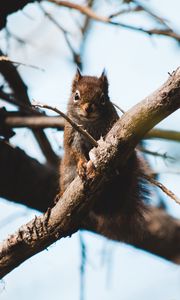 Preview wallpaper squirrel, branch, animal, fluffy, brown