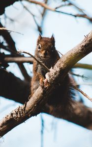 Preview wallpaper squirrel, branch, animal, fluffy, brown
