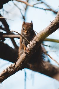 Preview wallpaper squirrel, branch, animal, fluffy, brown