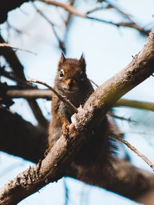 Preview wallpaper squirrel, branch, animal, fluffy, brown