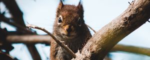 Preview wallpaper squirrel, branch, animal, fluffy, brown