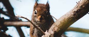 Preview wallpaper squirrel, branch, animal, fluffy, brown