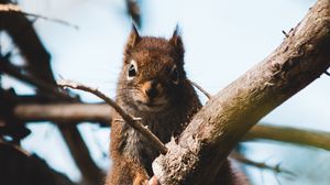 Preview wallpaper squirrel, branch, animal, fluffy, brown