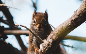 Preview wallpaper squirrel, branch, animal, fluffy, brown