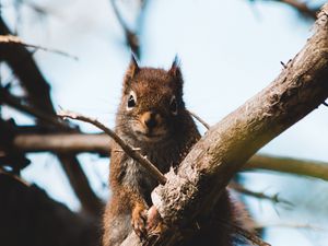 Preview wallpaper squirrel, branch, animal, fluffy, brown