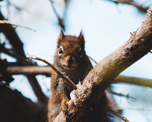 Preview wallpaper squirrel, branch, animal, fluffy, brown