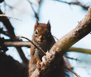 Preview wallpaper squirrel, branch, animal, fluffy, brown