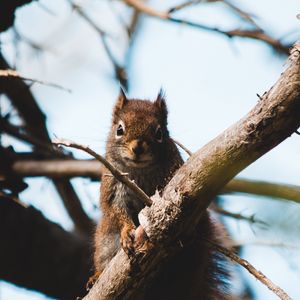 Preview wallpaper squirrel, branch, animal, fluffy, brown