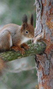 Preview wallpaper squirrel, branch, bark, wood