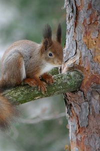 Preview wallpaper squirrel, branch, bark, wood