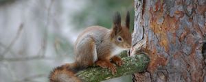 Preview wallpaper squirrel, branch, bark, wood