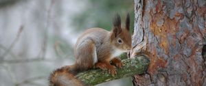 Preview wallpaper squirrel, branch, bark, wood