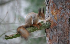 Preview wallpaper squirrel, branch, bark, wood