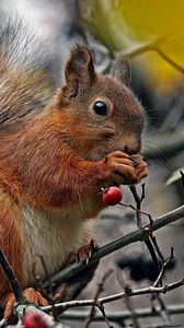 Preview wallpaper squirrel, branch, berry, food