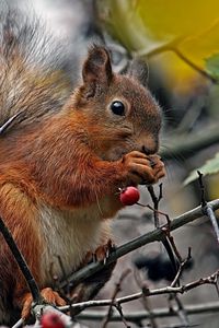 Preview wallpaper squirrel, branch, berry, food