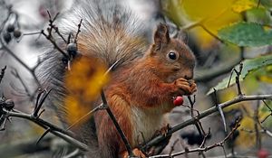 Preview wallpaper squirrel, branch, berry, food