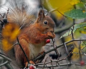 Preview wallpaper squirrel, branch, berry, food