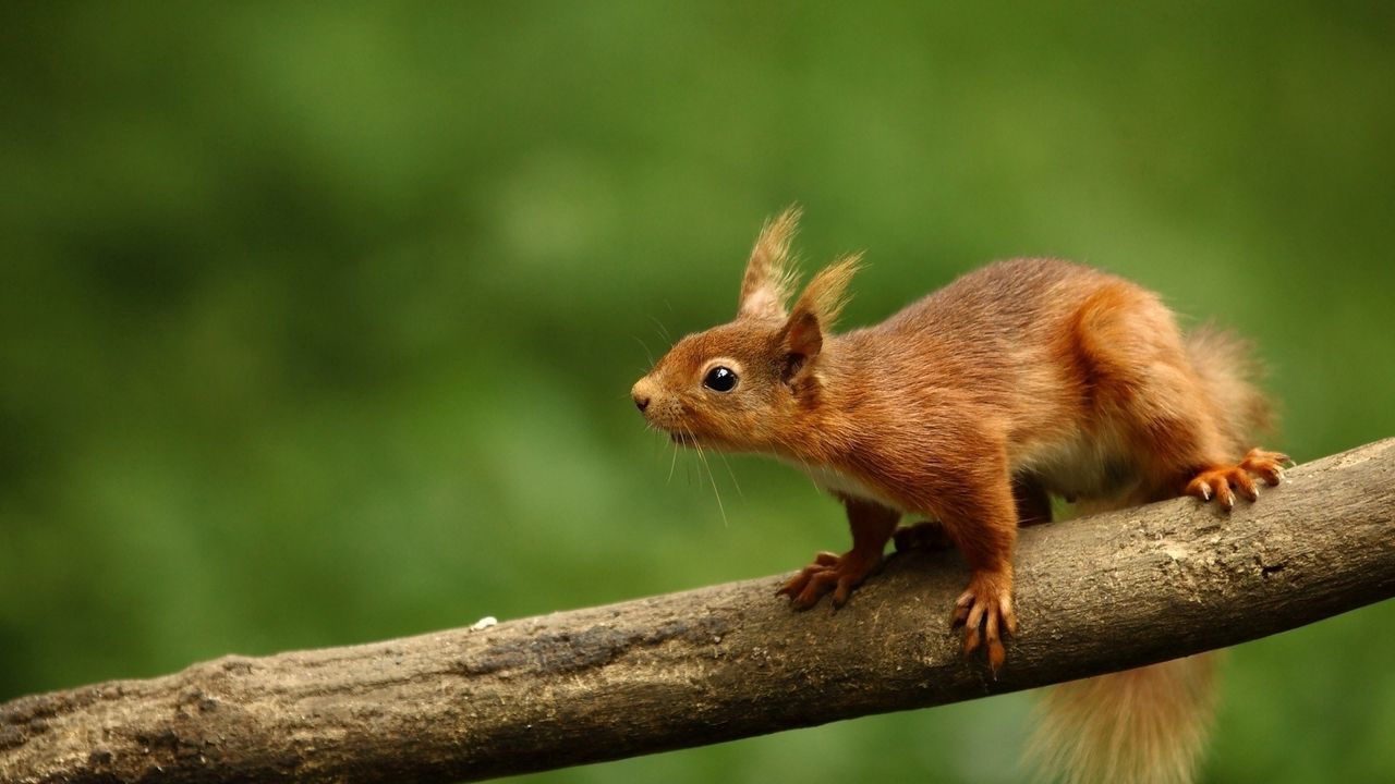 Wallpaper squirrel, branch, climb, animal, blur