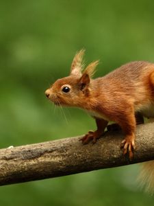 Preview wallpaper squirrel, branch, climb, animal, blur