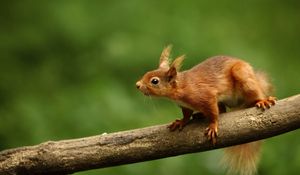 Preview wallpaper squirrel, branch, climb, animal, blur