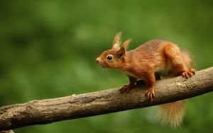 Preview wallpaper squirrel, branch, climb, animal, blur