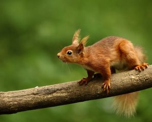 Preview wallpaper squirrel, branch, climb, animal, blur