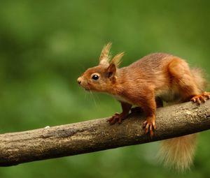 Preview wallpaper squirrel, branch, climb, animal, blur