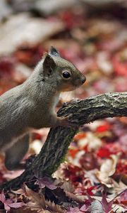 Preview wallpaper squirrel, branch, foliage, autumn