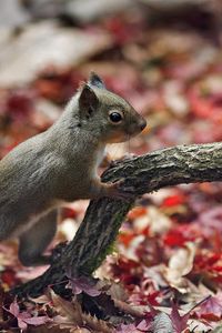 Preview wallpaper squirrel, branch, foliage, autumn