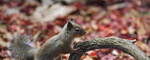 Preview wallpaper squirrel, branch, foliage, autumn