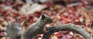 Preview wallpaper squirrel, branch, foliage, autumn