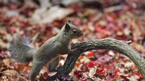 Preview wallpaper squirrel, branch, foliage, autumn