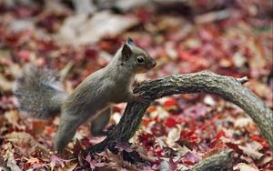 Preview wallpaper squirrel, branch, foliage, autumn