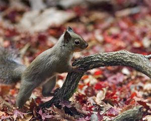 Preview wallpaper squirrel, branch, foliage, autumn