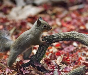 Preview wallpaper squirrel, branch, foliage, autumn