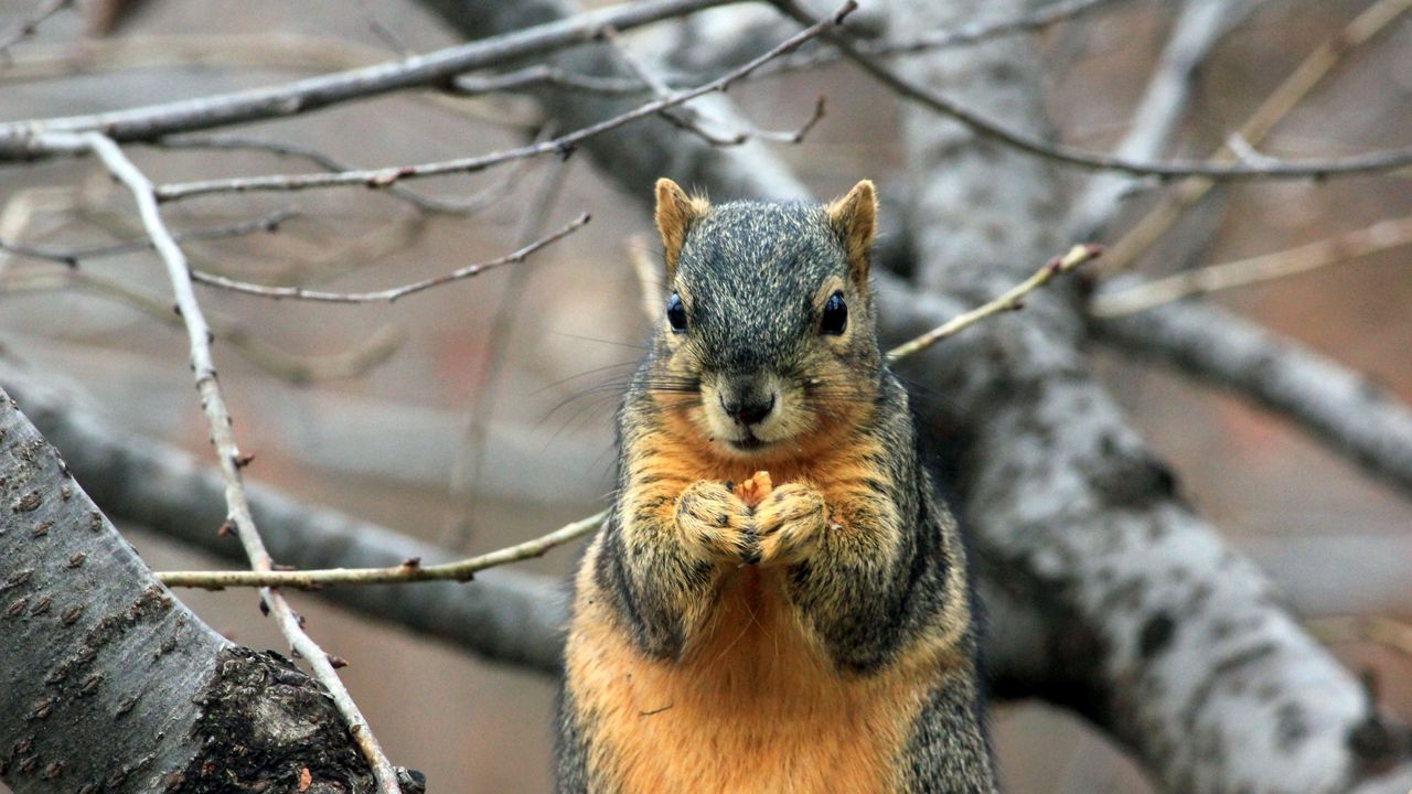 Wallpaper squirrel, branch, food, sit