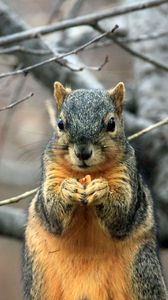 Preview wallpaper squirrel, branch, food, sit