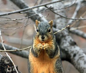 Preview wallpaper squirrel, branch, food, sit