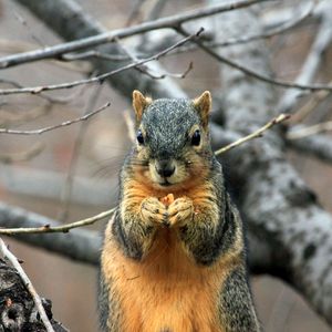 Preview wallpaper squirrel, branch, food, sit